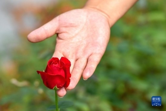 8月17日，吉林省德惠市朱城子鎮(zhèn)沿河村程雪家庭農(nóng)場的負責人楊雪在查看玫瑰花長勢。新華社記者 張楠 攝