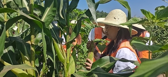 北京工商大學(xué)組織學(xué)生開展暑期社會實踐。學(xué)校供圖