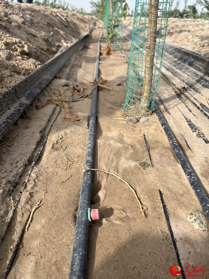 水肥一體化滴灌技術(shù)，可極大節(jié)約用水量。人民網(wǎng)記者 常雪梅攝