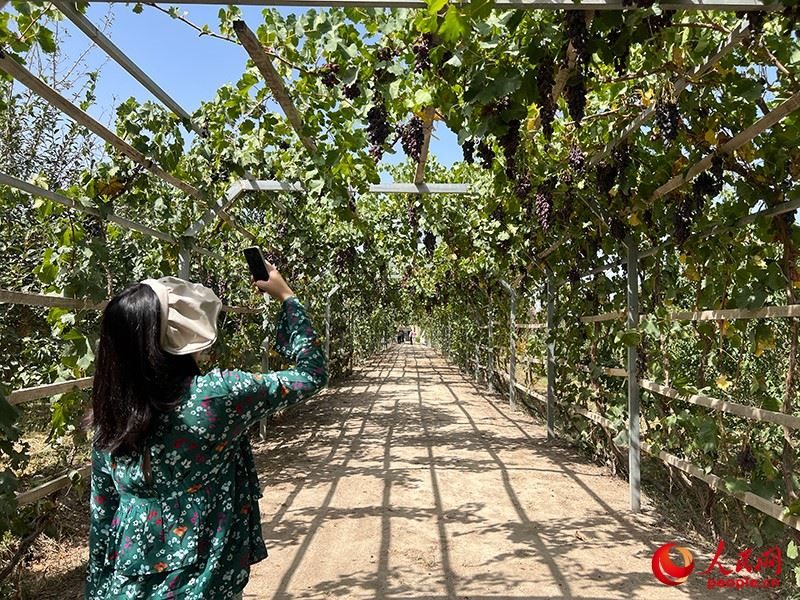 新疆閩龍達(dá)干果產(chǎn)業(yè)有限公司內(nèi)種植的葡萄。人民網(wǎng)記者 常雪梅攝