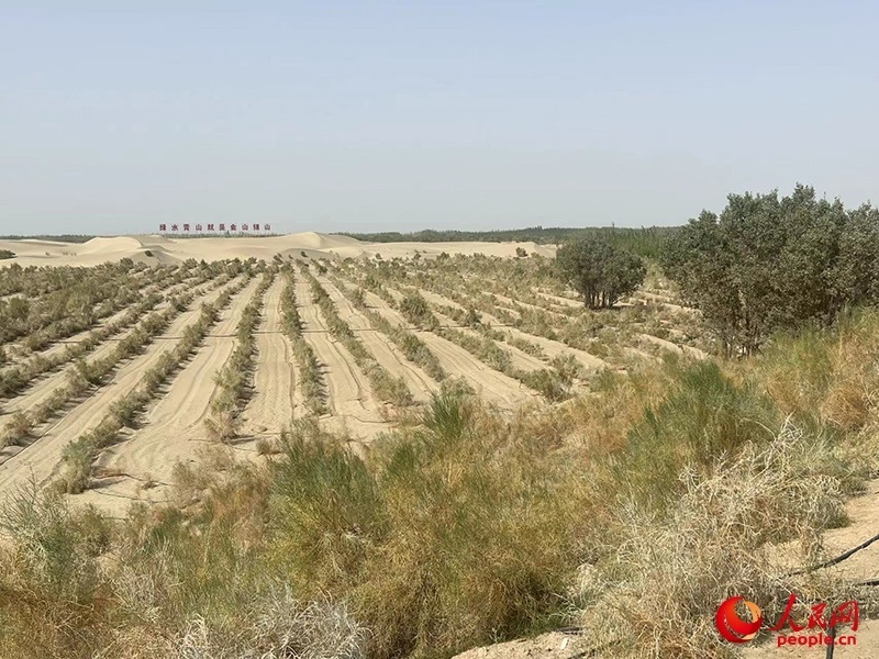 麥蓋提縣百萬(wàn)畝防風(fēng)固沙生態(tài)林建設(shè)工程。人民網(wǎng)記者 常雪梅攝