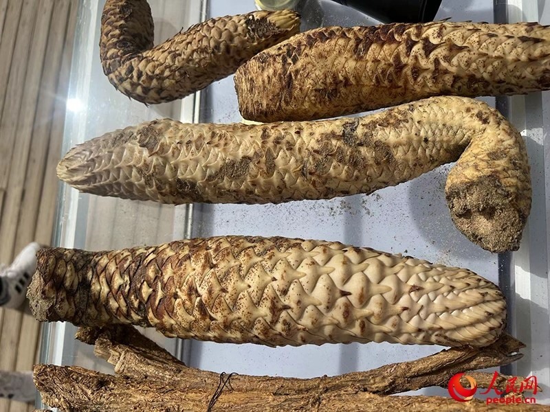 林下經(jīng)濟(jì)作物肉蓯蓉。人民網(wǎng)記者 常雪梅攝