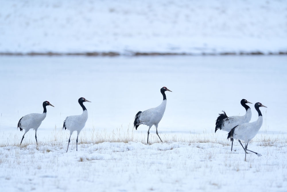 2021年10月21日在三江源國(guó)家公園黃河源園區(qū)內(nèi)拍攝的黑頸鶴。新華社記者 張龍 攝