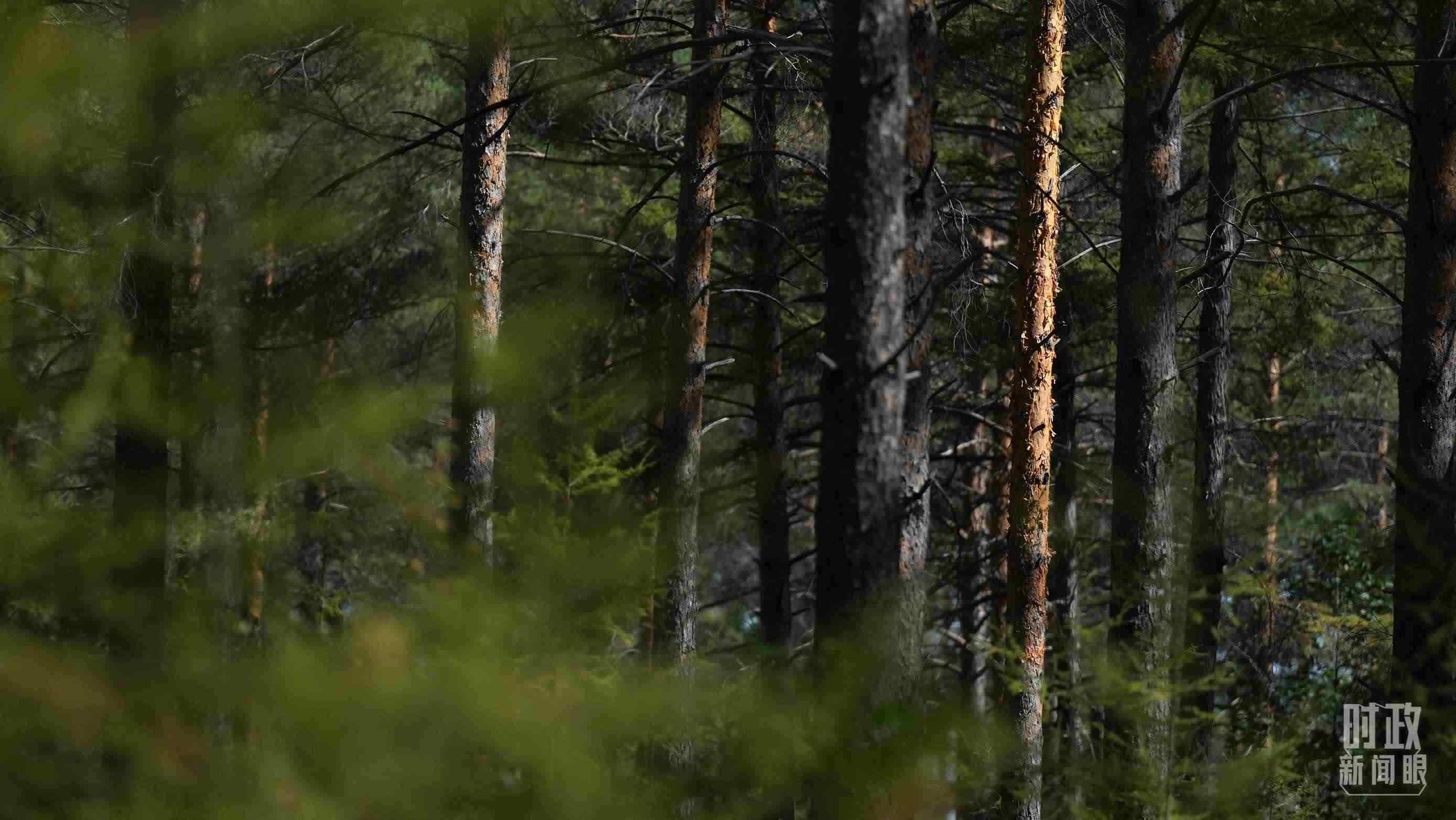 △漠河林場有天然林3.54萬公頃、蓄積量325.3萬立方米。（總臺(tái)國廣記者李晉拍攝）