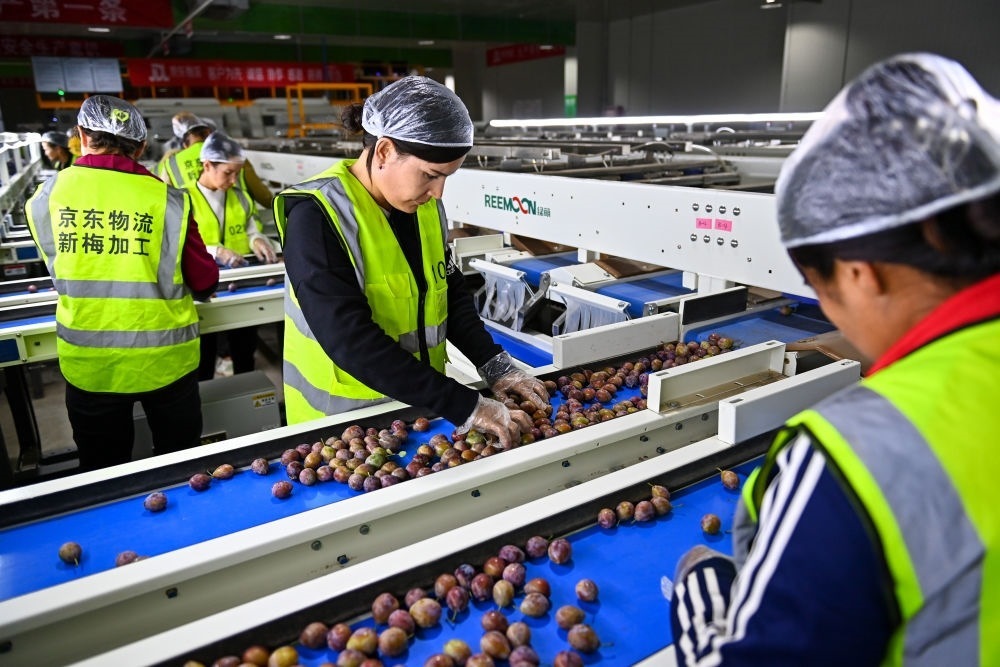 在新疆伽師縣粵伽新梅產(chǎn)業(yè)園內(nèi)的京東物流新疆智能供應(yīng)鏈中心，員工在智能分揀線檢查分選好的新梅（2023年8月30日攝）。新華社記者 丁磊 攝