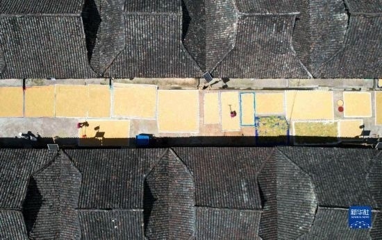 9月16日，在貴州省黔東南苗族侗族自治州從江縣加勉鄉(xiāng)污扣村，村民在晾曬稻谷（無(wú)人機(jī)照片）。