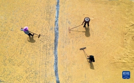 9月16日，湖南省郴州市桂陽(yáng)縣流峰鎮(zhèn)農(nóng)民在晾曬稻谷（無(wú)人機(jī)照片）。