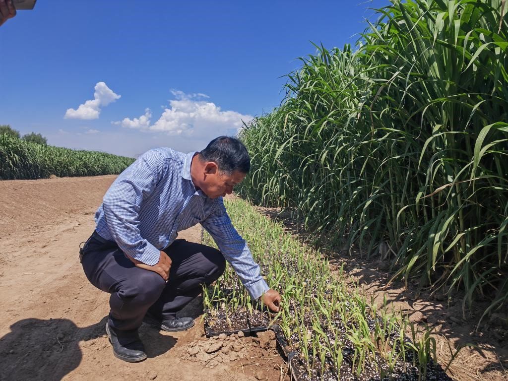 高級(jí)農(nóng)藝師周興德向記者介紹巨菌草幼苗（2023年9月1日攝）。新華社記者馬麗娟 攝