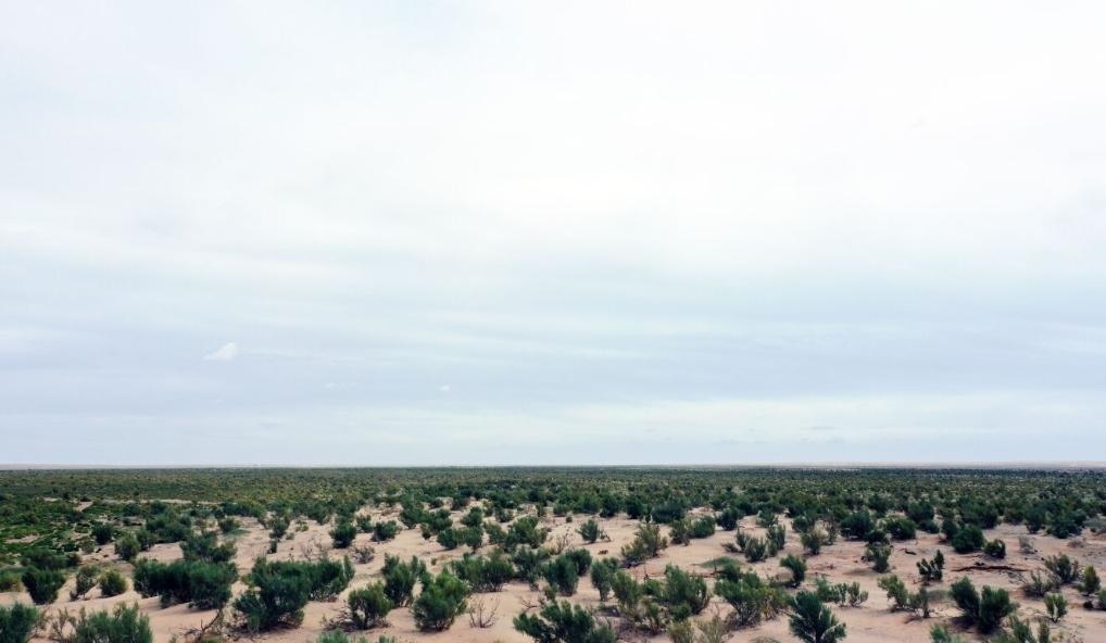 經(jīng)過(guò)封禁保護(hù)和人工種植梭梭后恢復(fù)綠色的草場(chǎng)（2023年9月12日攝）。新華社記者李云平 攝