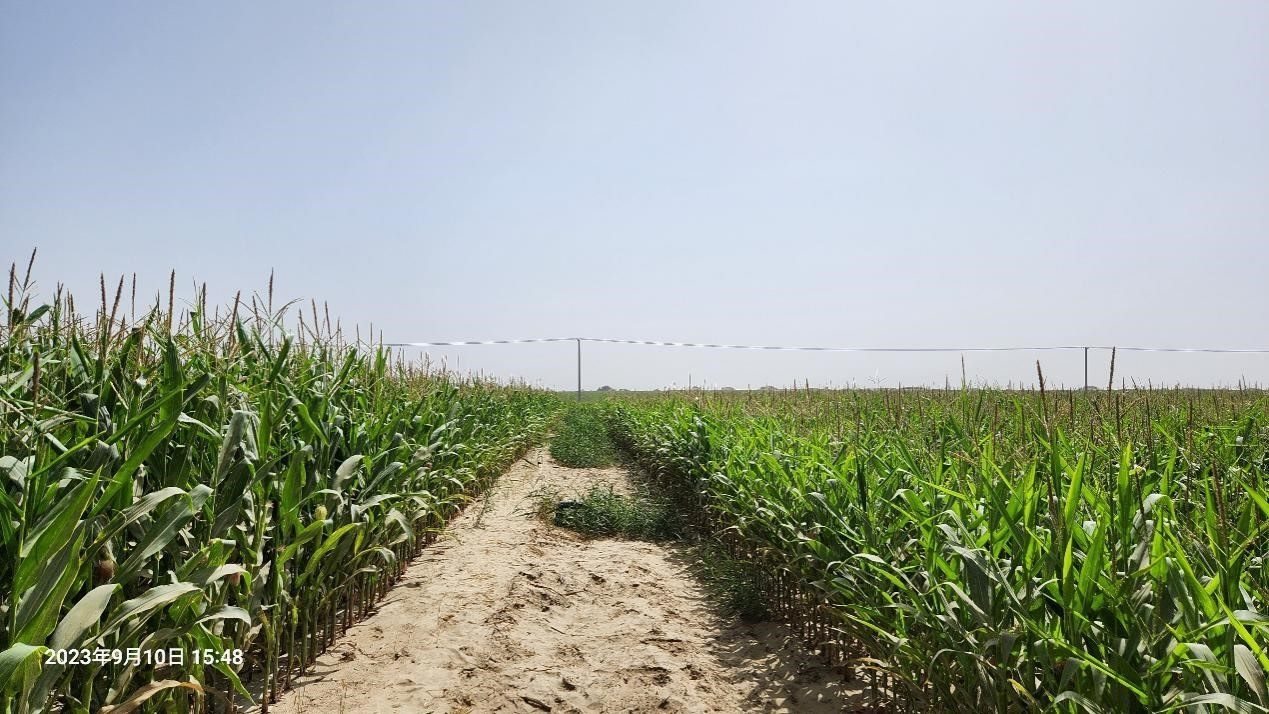 玉米改良40天后對(duì)比（左邊為改良組，右邊為對(duì)照組）。胡樹文團(tuán)隊(duì)供圖