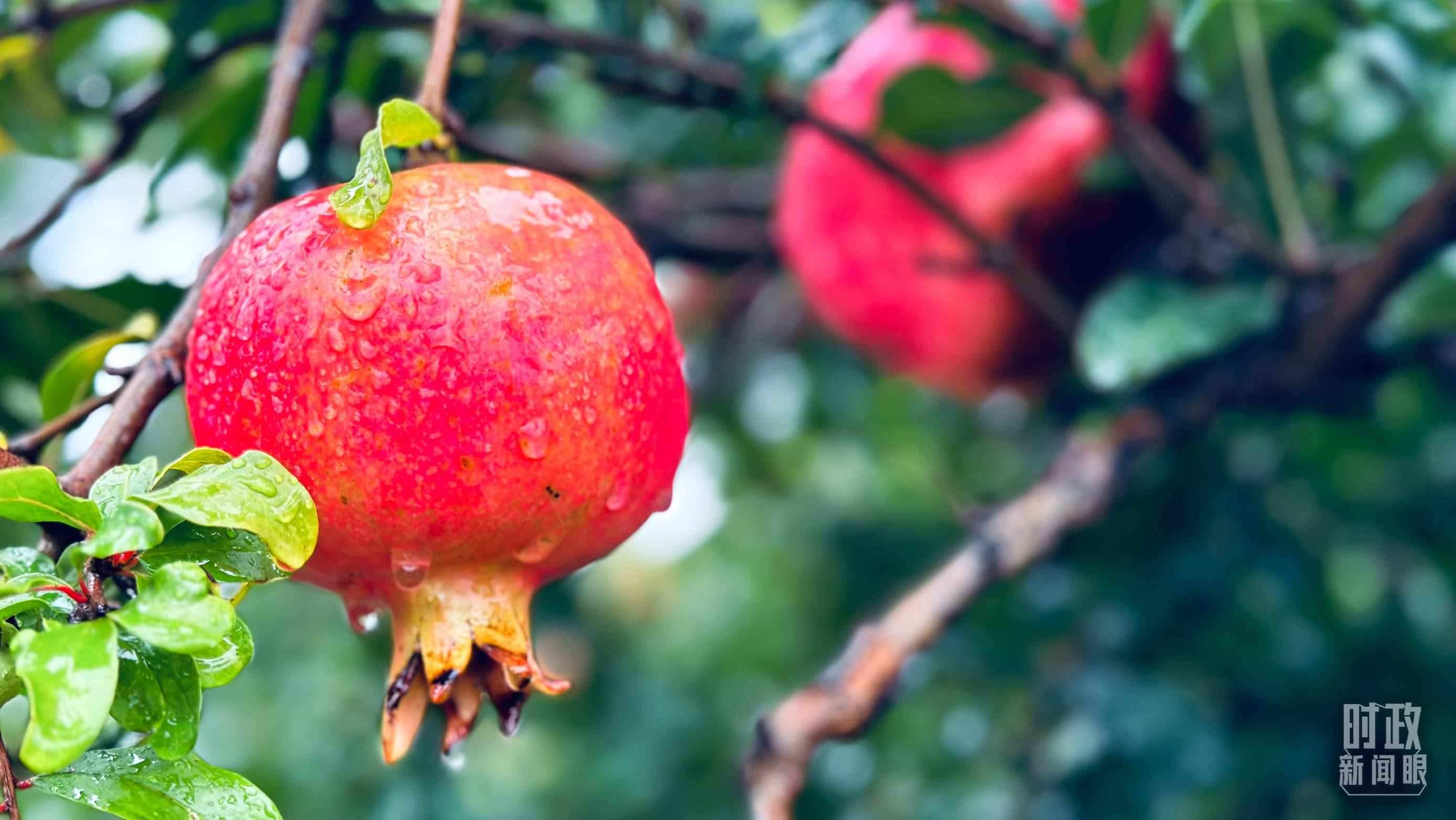 △一場秋雨過后，石榴更顯晶瑩。（總臺央視記者李輝、范一鳴拍攝）