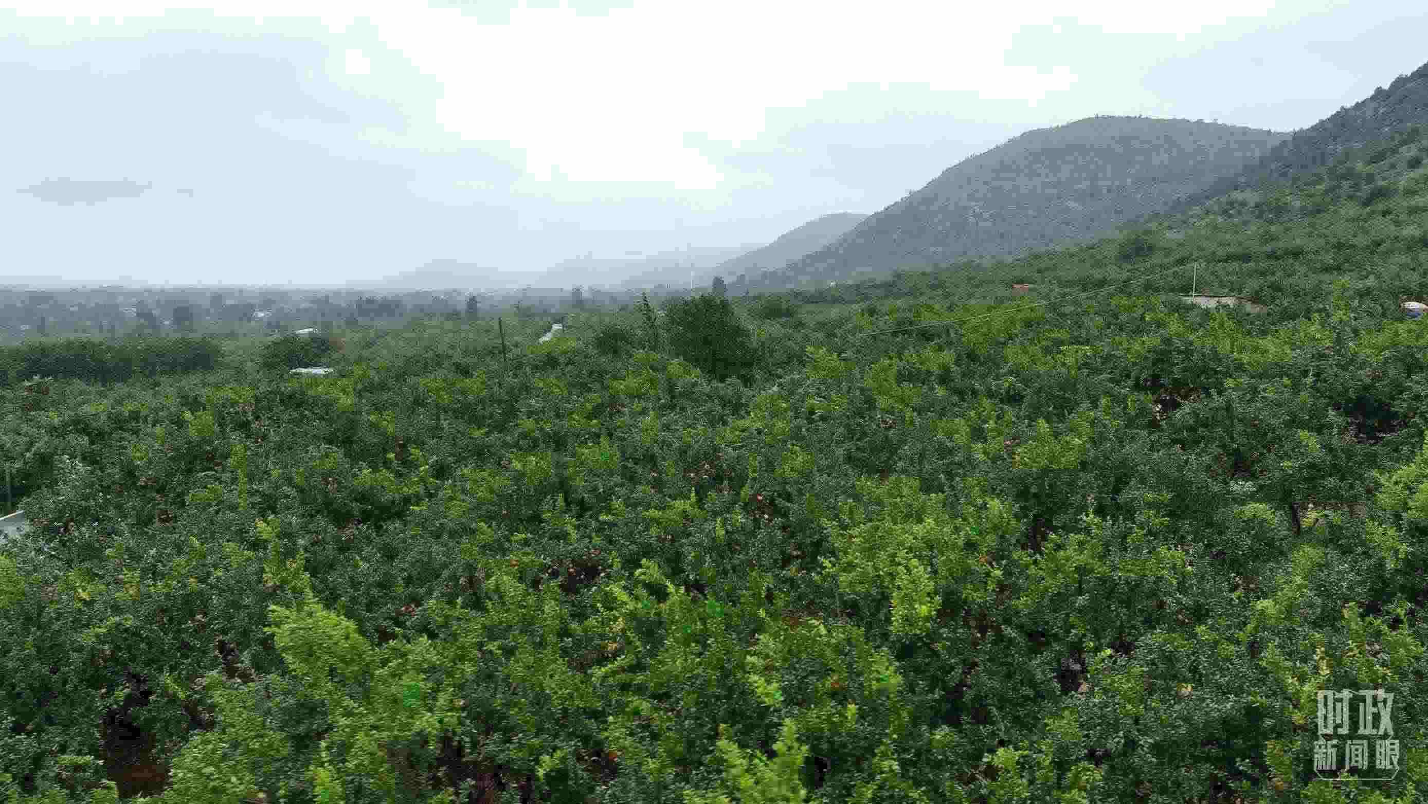 △山東棗莊冠世榴園。（總臺記者韓森、張鵬拍攝）