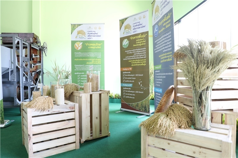 圖為泰國農(nóng)業(yè)與合作社部培育的優(yōu)質(zhì)稻種。泰國商務(wù)部供圖