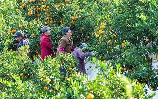 農(nóng)戶在果園中采摘果實(shí)。湖南省石門(mén)縣融媒體中心 唐亞翔攝