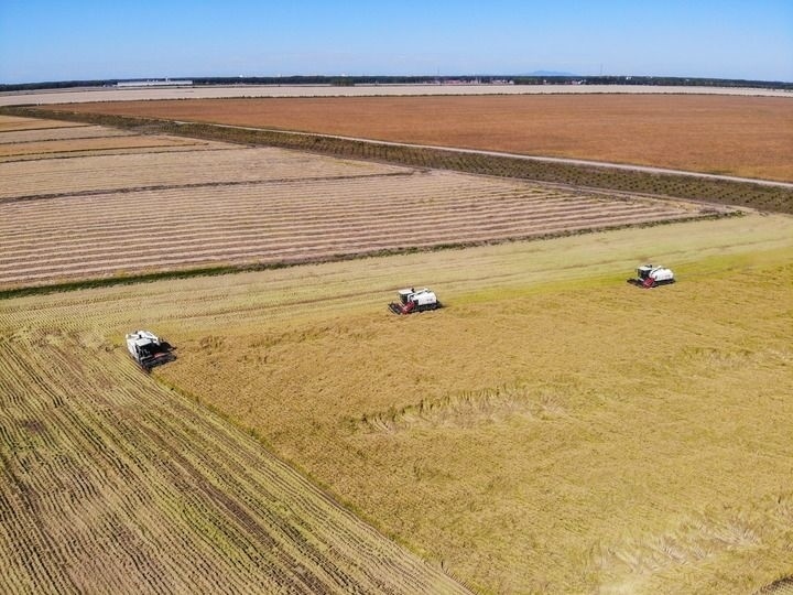 這是在位于黑龍江雙鴨山市友誼縣的北大荒農業(yè)股份有限公司友誼分公司一地塊拍攝的水稻收獲現場（2023年9月21日攝，無人機照片）。新華社記者 王松 攝