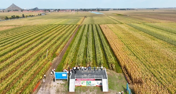 在遼寧省鐵嶺縣蔡牛鎮(zhèn)，外地農民到張莊玉米合作社的大田里學習玉米選種和栽種技術（2023年9月26日攝，無人機照片）。新華社記者 楊青 攝
