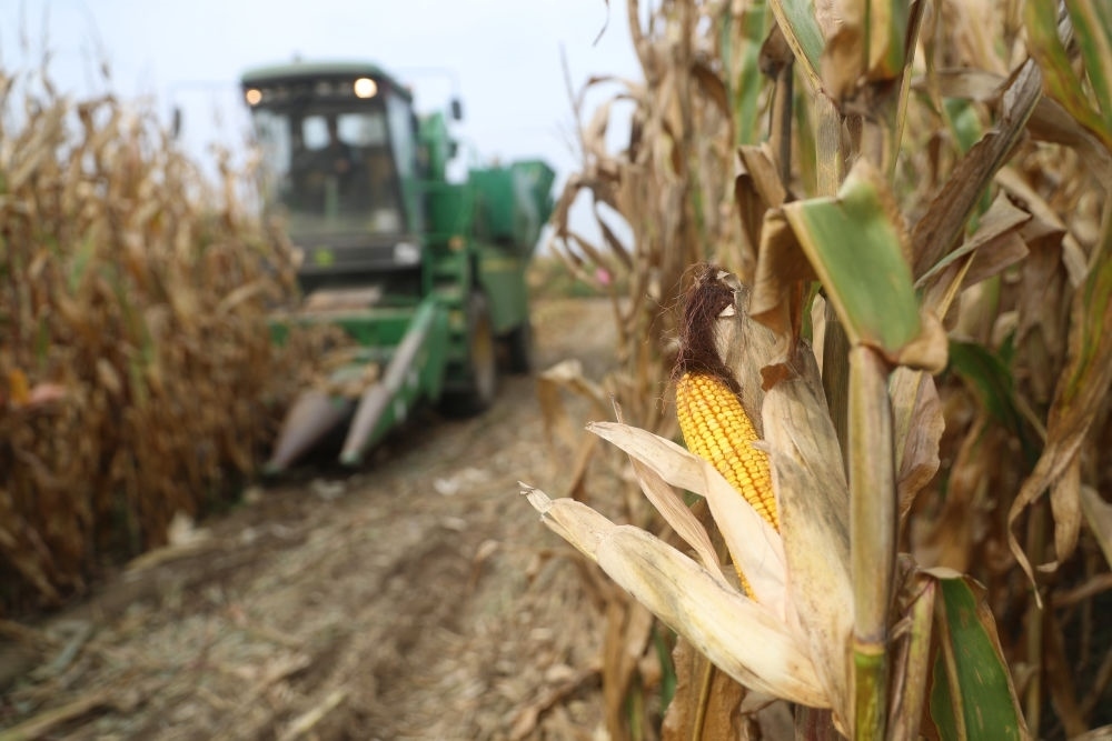 在遼寧省鐵嶺縣蔡牛鎮(zhèn)玉米田里，農民駕駛農機收割玉米（2023年9月26日攝）。新華社記者 楊青 攝