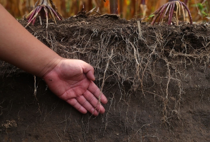 在遼寧省鐵嶺縣蔡牛鎮(zhèn)，張莊玉米合作社的農民向外地農民介紹黑土地保護和玉米秸稈還田情況（2023年9月26日攝）。新華社記者 楊青 攝