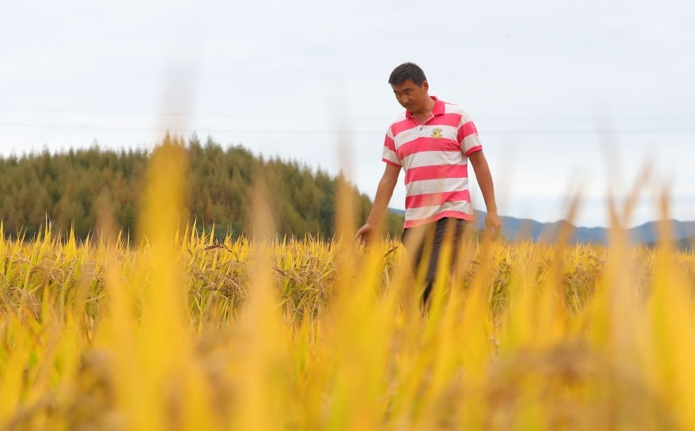 在遼寧省撫順市新賓滿族自治縣新賓鎮(zhèn)的水稻田里，農民丁輝查看水稻成熟情況（2023年9月25日攝）。新華社記者 楊青 攝