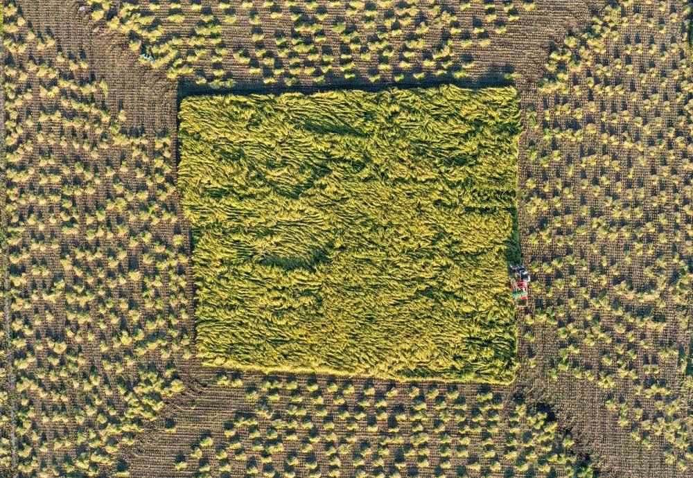 在吉林省舒蘭市平安鎮(zhèn)金星村，農民駕駛農機收割水稻（2023年9月21日攝，無人機照片）。新華社記者 張楠 攝