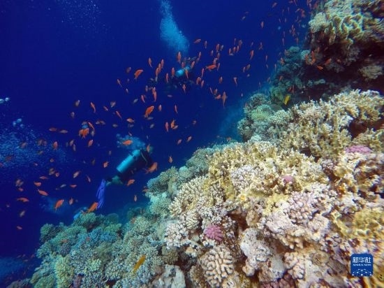  10月2日，人們?cè)诎＜拔髂伟雿u達(dá)哈布藍(lán)洞內(nèi)的珊瑚旁深潛。新華社記者 隋先凱 攝