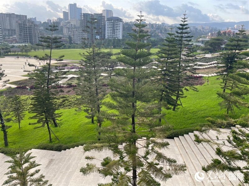 亞的斯亞貝巴友誼廣場(chǎng)的南洋杉。人民網(wǎng)記者 趙艷紅攝