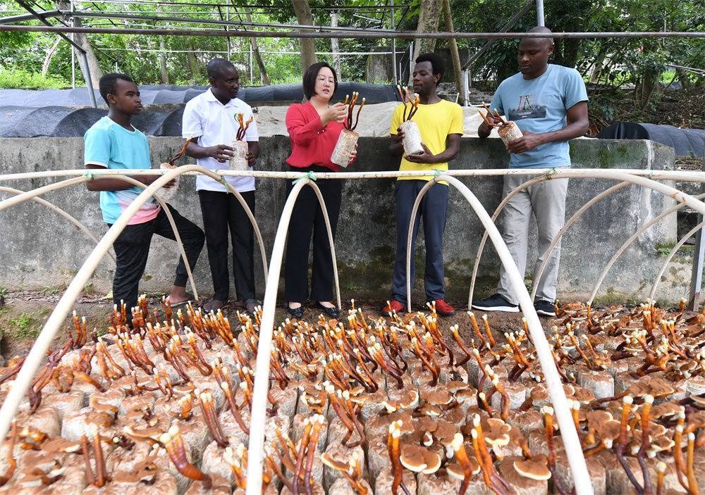 2021年8月12日，福建農(nóng)林大學(xué)國家菌草工程技術(shù)研究中心副主任林冬梅（中）為非洲留學(xué)生講解菌草鹿角靈芝的栽培情況。新華社記者 林善傳 攝