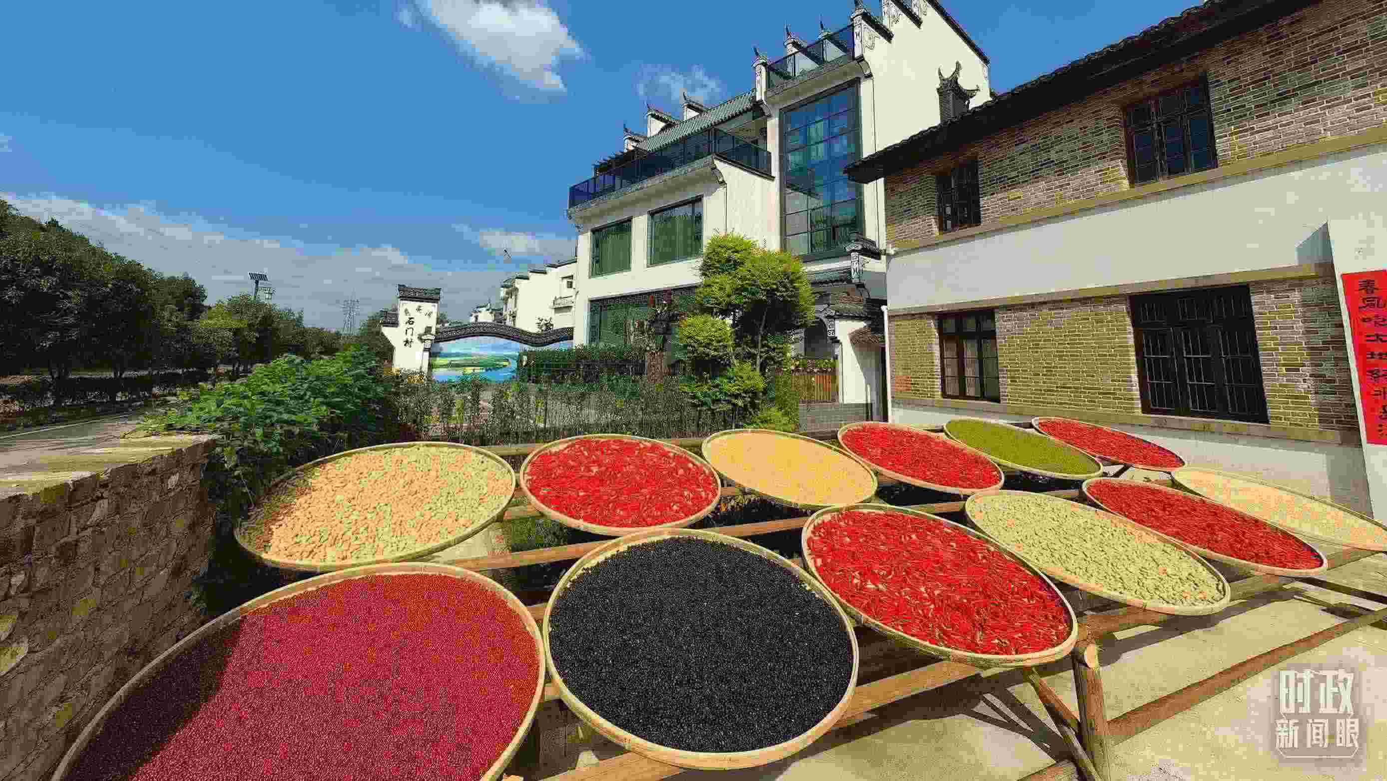 △曬秋農(nóng)俗成為婺源鄉(xiāng)村的一道美麗風(fēng)景。（總臺(tái)央視記者段德文拍攝）