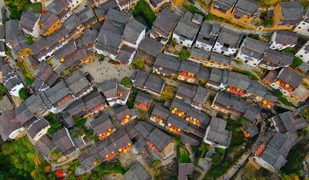 這是婺源縣江灣鎮(zhèn)篁嶺村的曬秋景象（2019年11月7日攝）。