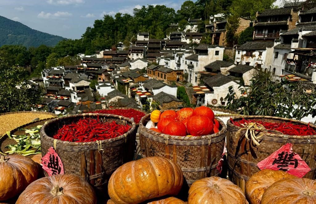 近日拍攝的江西省上饒市婺源縣篁嶺村曬秋畫面。新華社記者 胡晨歡 攝