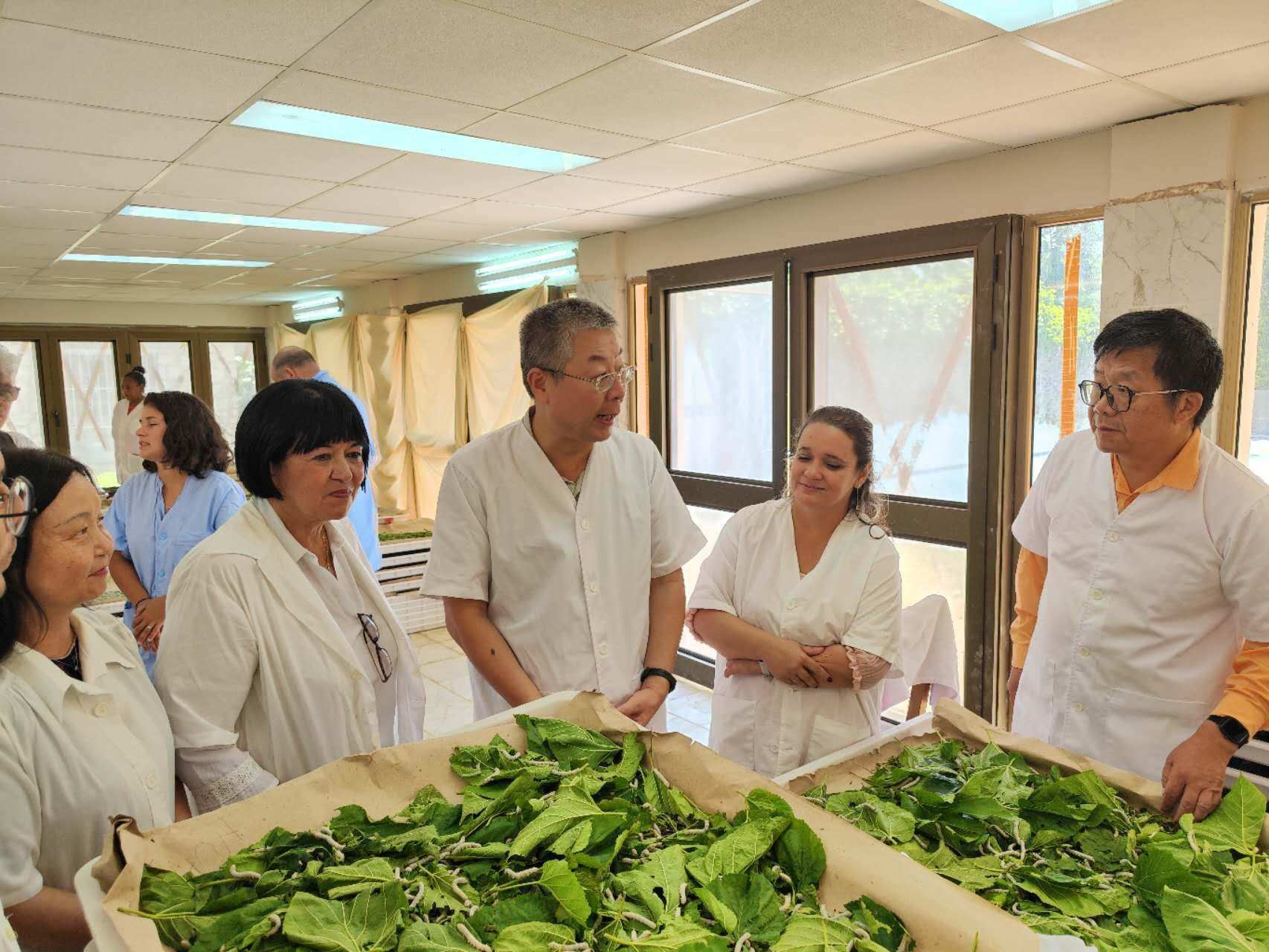 2023年5月23日，中國駐古巴大使馬輝考察古中蠶?？萍己献髦行?。來源：中國駐古巴大使館官網(wǎng)