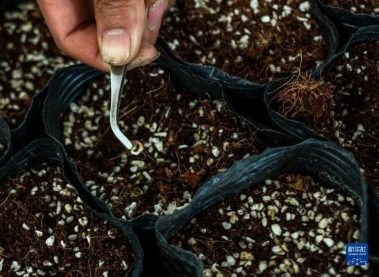 云南錦科花卉工程研究中心里已經(jīng)發(fā)芽的太空種子（4月3日攝）。