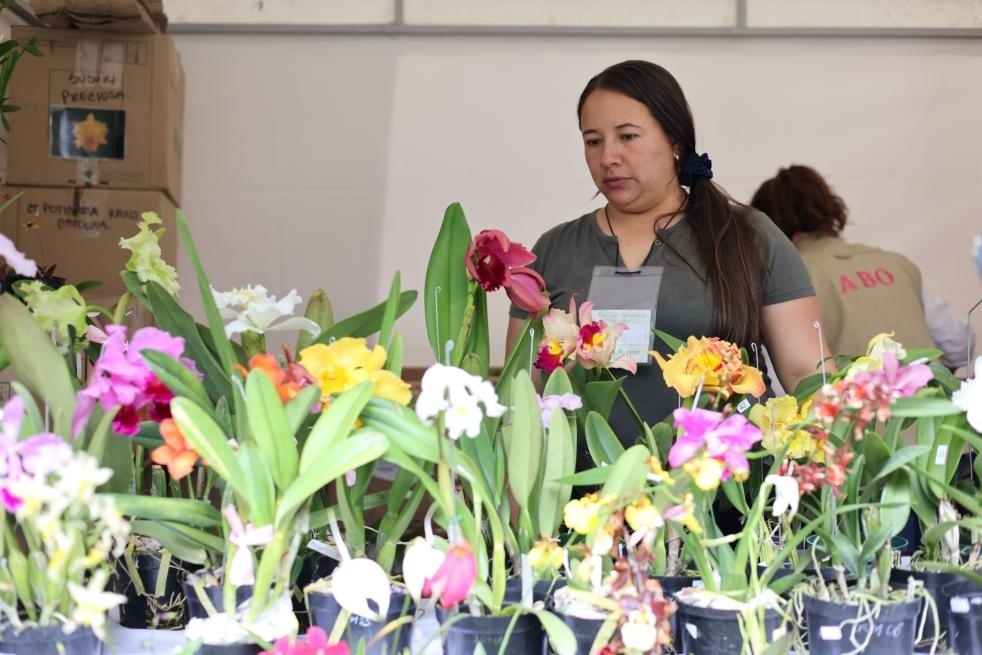 9月14日至17日，哥倫比亞首都波哥大舉辦蘭花展。