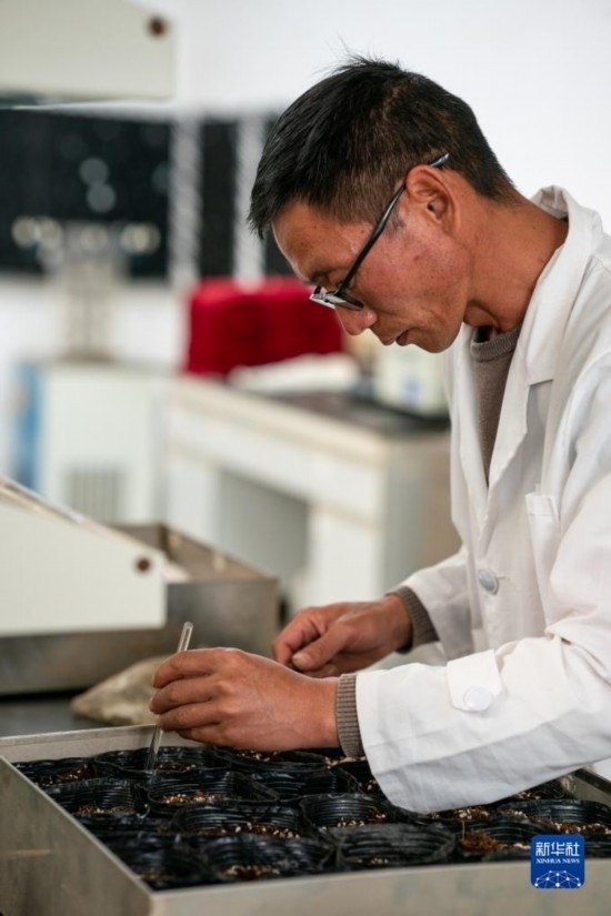 技術(shù)員田連通在實(shí)驗(yàn)室播種太空種子（4月3日攝）。