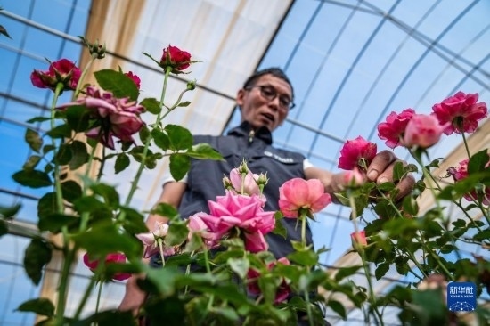 在云南省安寧市現(xiàn)代農(nóng)業(yè)園區(qū)玫瑰種植示范園，技術(shù)員田連通觀察玫瑰花（10月20日攝）。