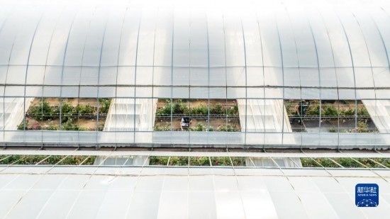 云南省安寧市現(xiàn)代農(nóng)業(yè)園區(qū)玫瑰種植示范園一景（無(wú)人機(jī)照片，10月20日攝）。