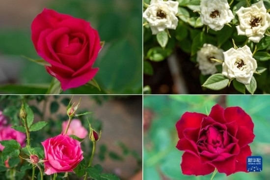 這是云南省安寧市現(xiàn)代農(nóng)業(yè)園區(qū)玫瑰種植示范園里玫瑰新品種的拼版照片。