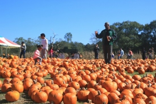  2020年10月31日，在美國新奧爾良市，人們在南瓜農(nóng)場里玩耍。新華社發(fā)（魏蘭攝）