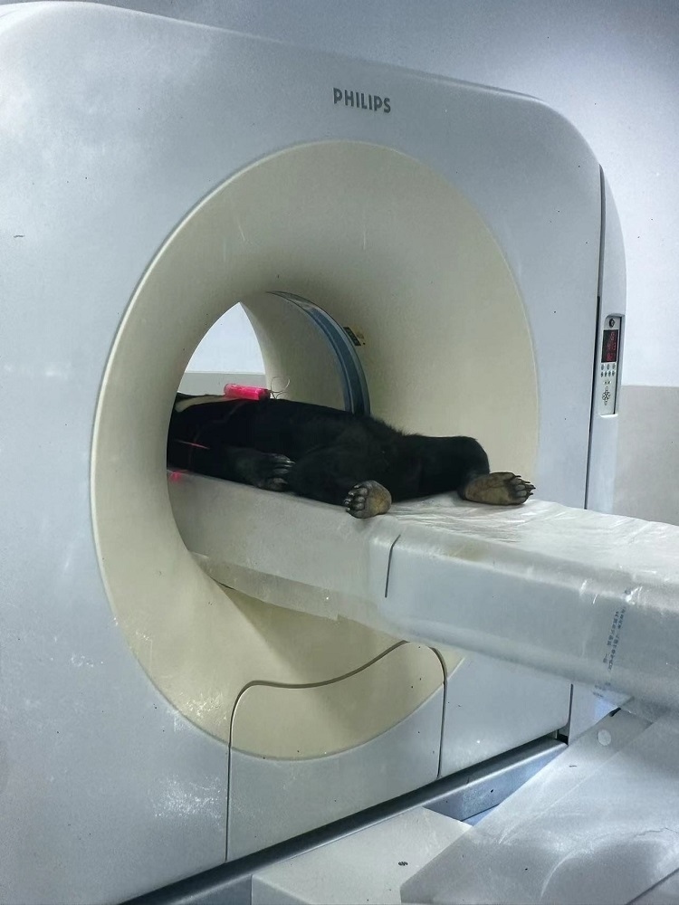 長隆野生動物世界的動物醫(yī)院內(nèi)，馬來熊在做核磁共振檢查。人民網(wǎng)記者 李舫攝