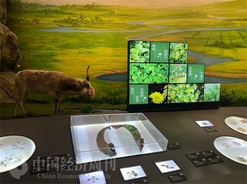  （中醫(yī)藥博物館展出的各類中藥材令人應(yīng)接不暇。中國經(jīng)濟(jì)周刊記者 郭志強 攝）