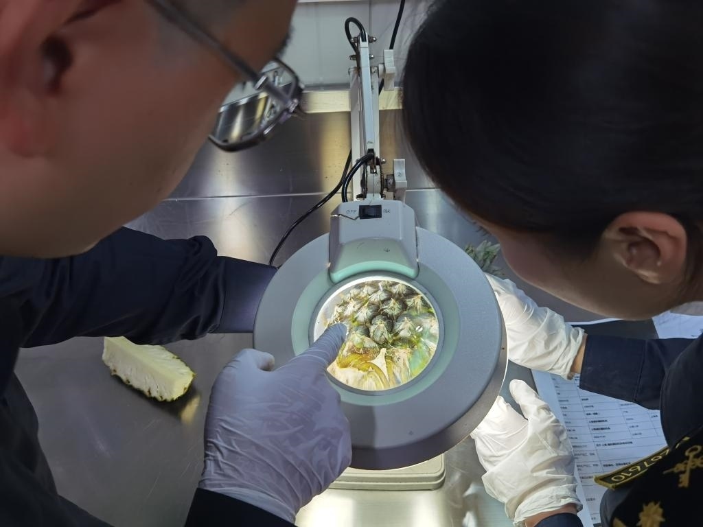 11月3日，上海海關(guān)關(guān)員對(duì)首批入境中國(guó)、參展第六屆進(jìn)博會(huì)的貝寧菠蘿進(jìn)行檢驗(yàn)檢疫。新華社記者 吳宇 攝