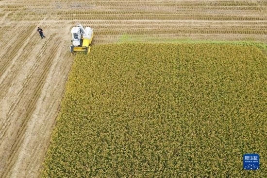 11月4日，在南通市通州區(qū)十總鎮(zhèn)育民村農(nóng)場，一臺(tái)設(shè)置好參數(shù)的無人收割機(jī)在工作中（無人機(jī)照片）。