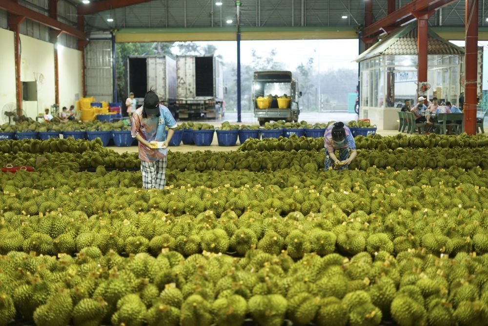 2023年9月15日，在越南多樂(lè)省一家榴蓮加工廠，工人在給即將出口到中國(guó)的榴蓮包裝貼牌。隨著《區(qū)域全面經(jīng)濟(jì)伙伴關(guān)系協(xié)定》紅利釋放，中國(guó)—東盟貿(mào)易規(guī)模進(jìn)一步擴(kuò)大。越來(lái)越多東盟國(guó)家的優(yōu)質(zhì)水果便捷地進(jìn)入中國(guó)市場(chǎng)，走上消費(fèi)者的餐桌。