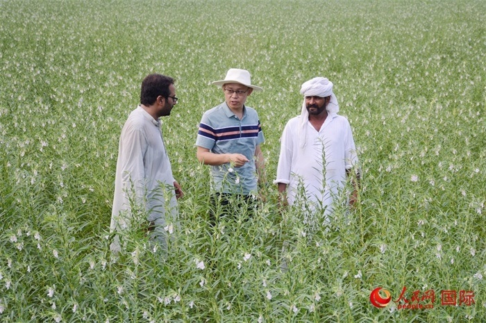 中巴經(jīng)濟走廊農(nóng)業(yè)合作中心負責人席建龍（中）與巴基斯坦當?shù)剞r(nóng)戶在芝麻種植園交流作物生長情況。人民網(wǎng)記者薩義德·邁赫迪攝