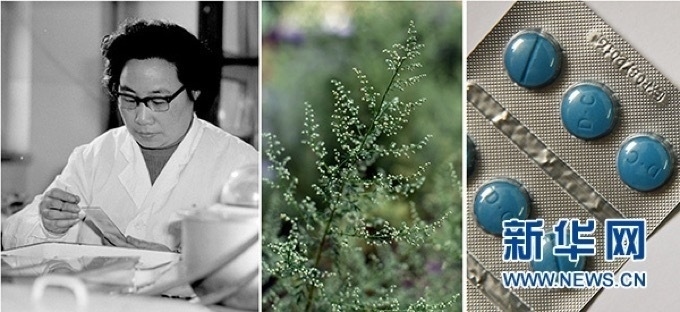 屠呦呦、青蒿和抗瘧疾成藥（拼版資料照片）