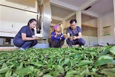  圖③：蒼梧法院六堡法庭法官深入茶企了解企業(yè)生產(chǎn)經(jīng)營情況。