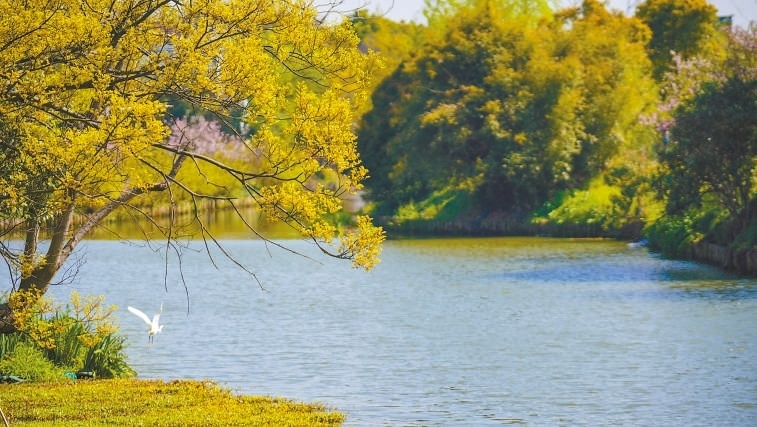  碧波蕩漾 浙江嘉興市海鹽縣望海街道永福社區(qū)荷花池，一汪碧水波光粼粼，風(fēng)光旖旎。當(dāng)?shù)厥冀K堅(jiān)持綠色發(fā)展，促進(jìn)人與自然和諧共生。 肖弗勒模具（嘉興）有限公司德國(guó)籍經(jīng)理 湯姆·魯特納攝 “當(dāng)?shù)卮迕窀嬖V我，如今環(huán)境變好了，茶余飯后，大家都會(huì)到河邊散散步，欣賞美景，和鄰居聊聊天。我想，好生態(tài)是大自然的饋贈(zèng)，更是長(zhǎng)三角地區(qū)大力治理生態(tài)環(huán)境的結(jié)果。希望美麗中國(guó)的綠色發(fā)展之路越走越好?！? /></p> <p style=