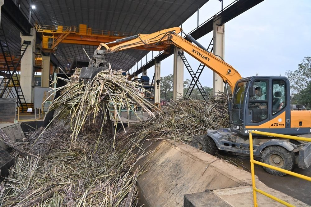 12月14日，在廣西來賓東糖鳳凰有限公司，員工操作機械將甘蔗投入傳送帶，準(zhǔn)備送往壓榨車間。