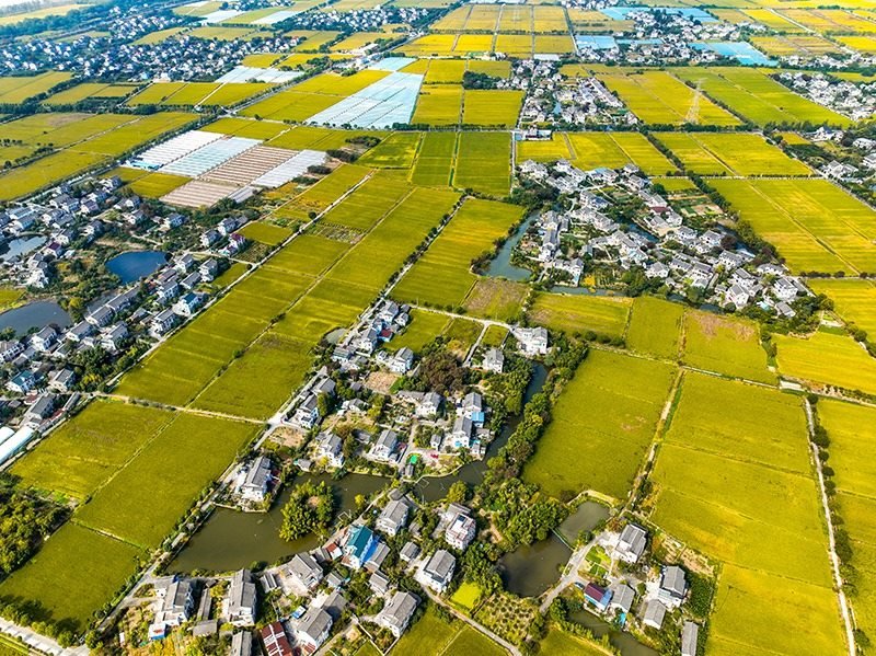 2023年10月22日，浙江海寧市黃灣鎮(zhèn)，金秋時(shí)節(jié)，金黃色的稻田與美麗鄉(xiāng)村構(gòu)成一幅寧靜祥和的畫卷。