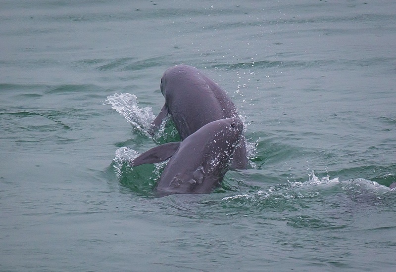 2021年5月10日，在湖北省宜昌市江邊，長江江豚在水中嬉戲。